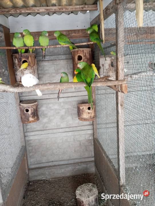 Barabandy rozelle białolice