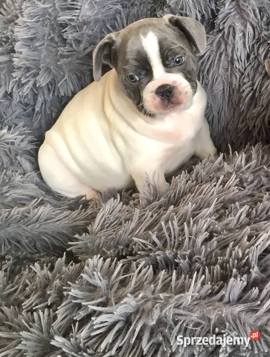 Buldog francuski szczeniak do odbioru małopolskie Przeciszów