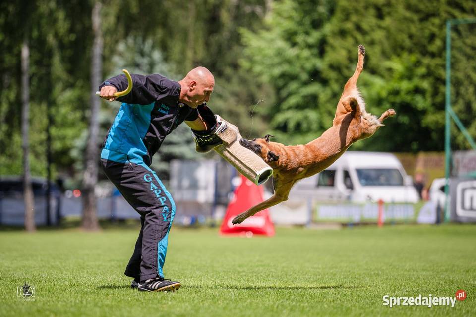 Owczarek Belgijski Malinois FCIZKWP Lubnów