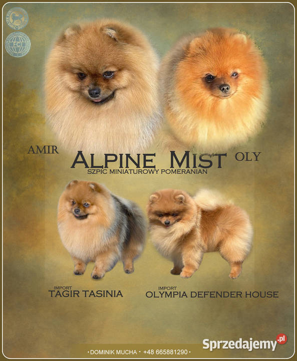 Szpic Miniaturowy Pomeranian odbiór grudzień Rzeszów sprzedam