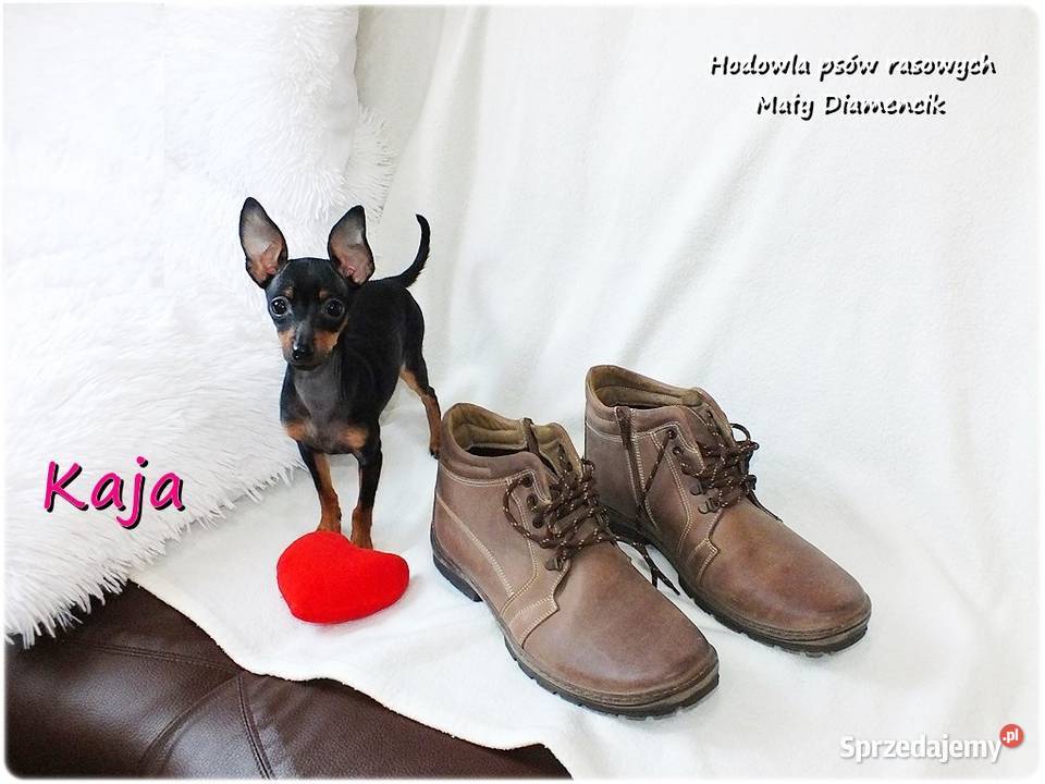 Pinczer miniaturowy Ratlerek Suczka KAJA z lubuskie Żary