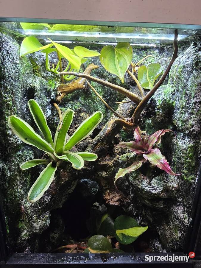 Terrarium tropikalne 25x25x40 z gekonami Ostrów Wielkopolski