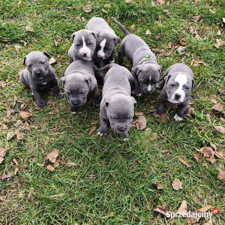 American PitBull Terrier