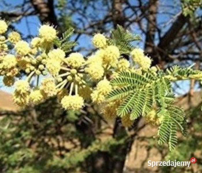 AKACJA TORTILIS Acacia tortilis nasiona 100g Nasiona Lubanie