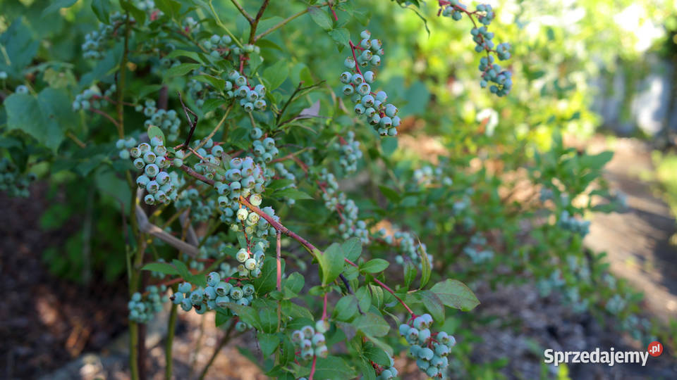Sprzedam działkę ROD Lotnik Stachowicka Wrocław sprzedam