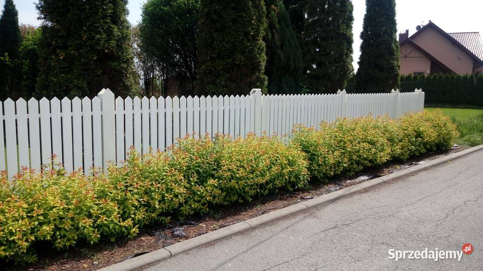 SPRZEDAM SZTACHETY Architektura ogrodowa śląskie Pszczyna