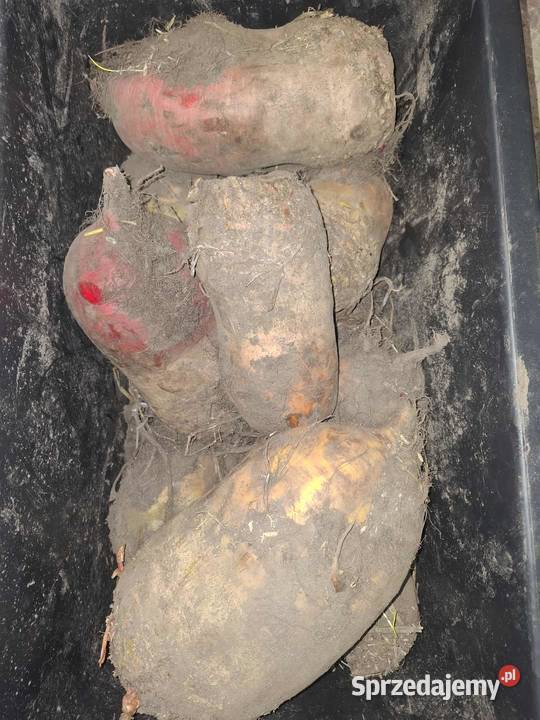 Sprzedam buraki pastewne Babimost