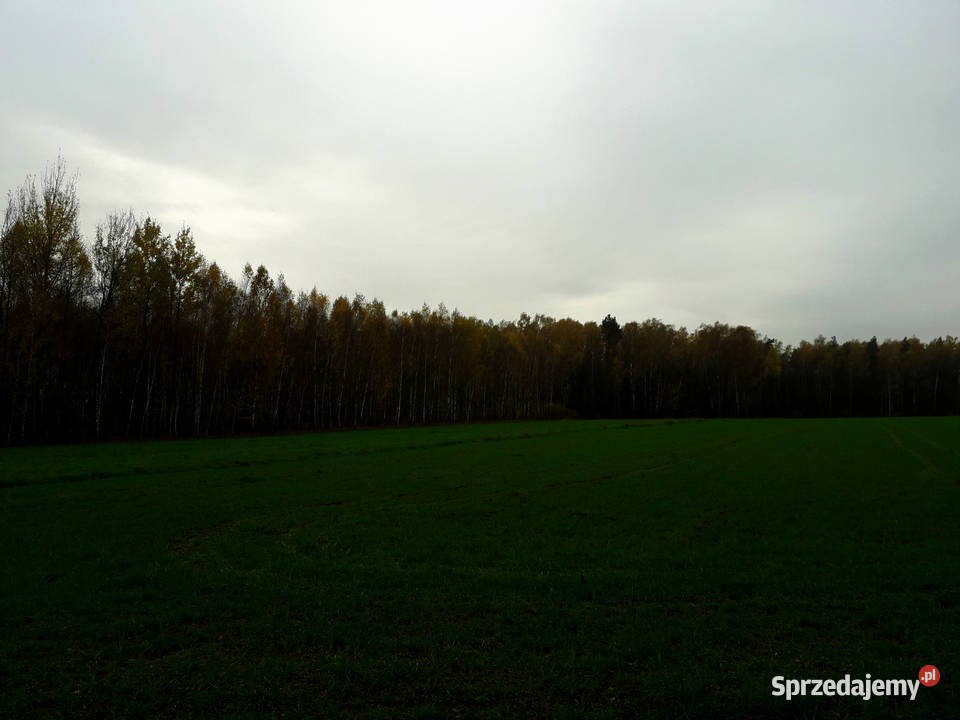 Działka Leśna Las 051 ha Kramkowo 400m