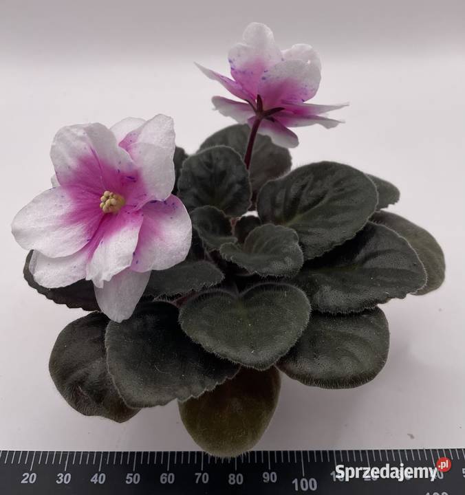 Fiołek afrykański kwitnąca sadzonka Jędrzejów