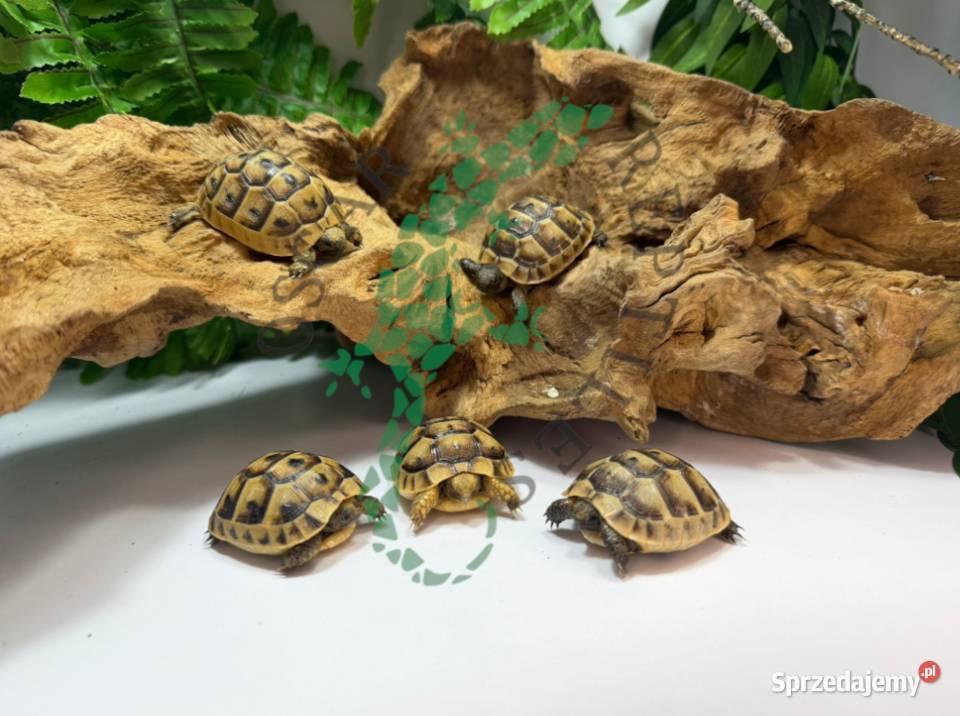 Żółw grecki żółwie greckie Płońsk