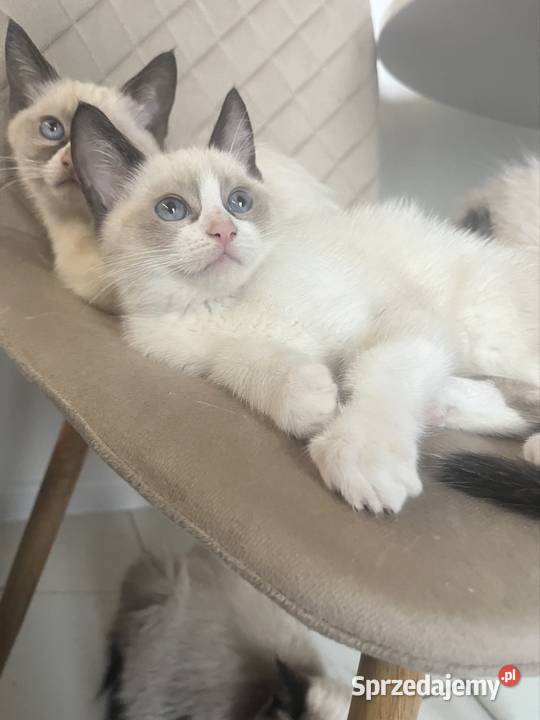 Kotki w typie rasy Ragdoll 13 tygodni kocurki Chełm