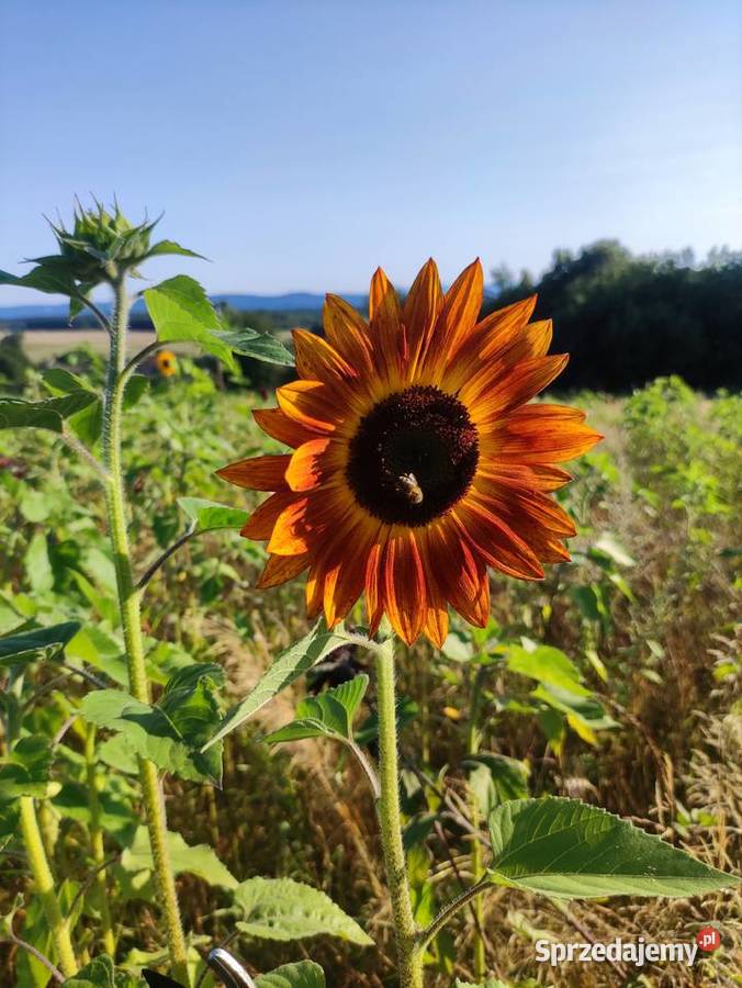 Słonecznik dekoracyjny kwiat cięty dolnośląskie Wrocław