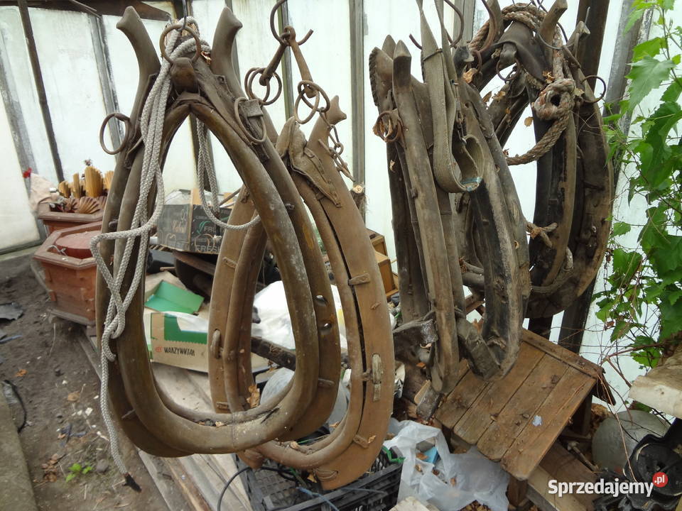 homonta konne kilka sztuk Wrocław