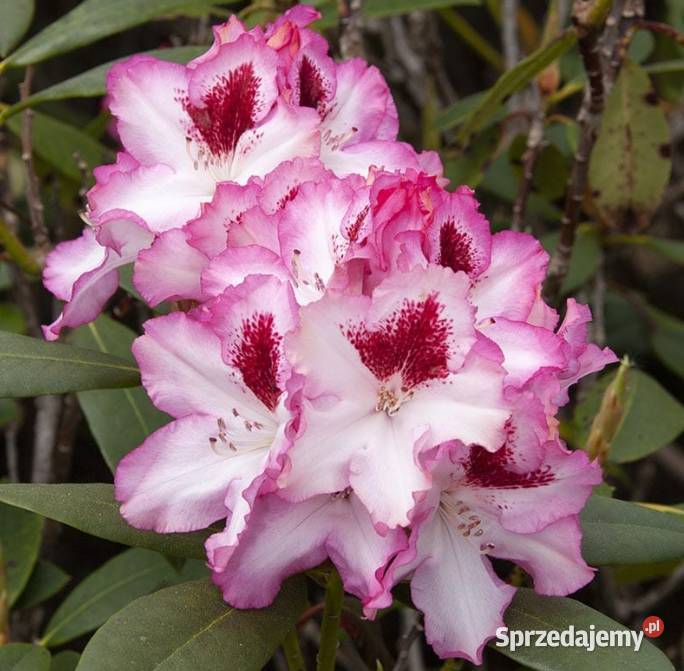 Różaneczniki Rhododendron różne kolory Liściaste