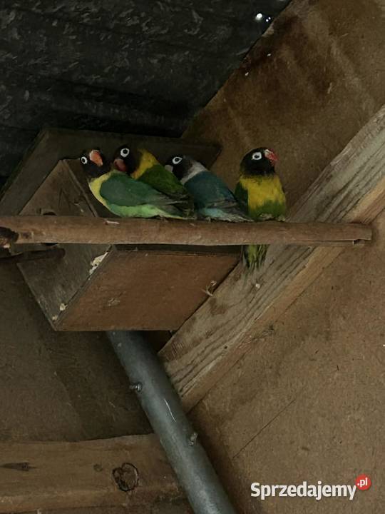 Nierozłączki czarnogłówki czarnogłowe Ptaki Skała