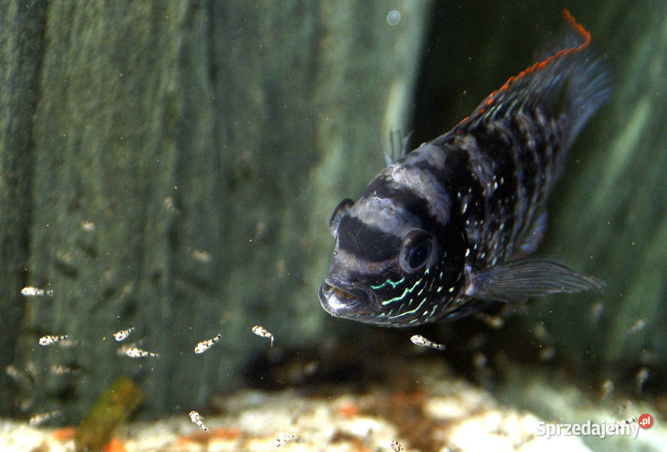 Akara błękitna Andinoacara pulcher BOGATA