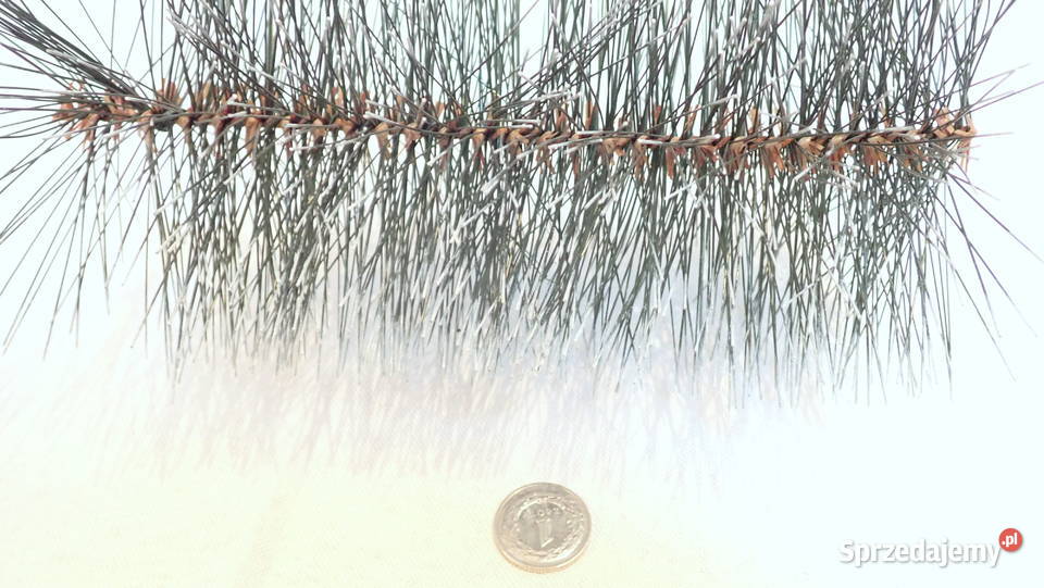 Sztuczna choina baty 20 gałązki na stroiki z Siewierz sprzedam