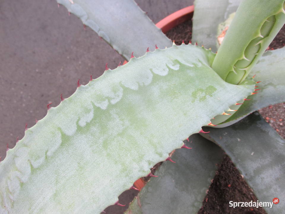 Rzadka agawa kolekcjonerska Agave bovicornuta Kraków