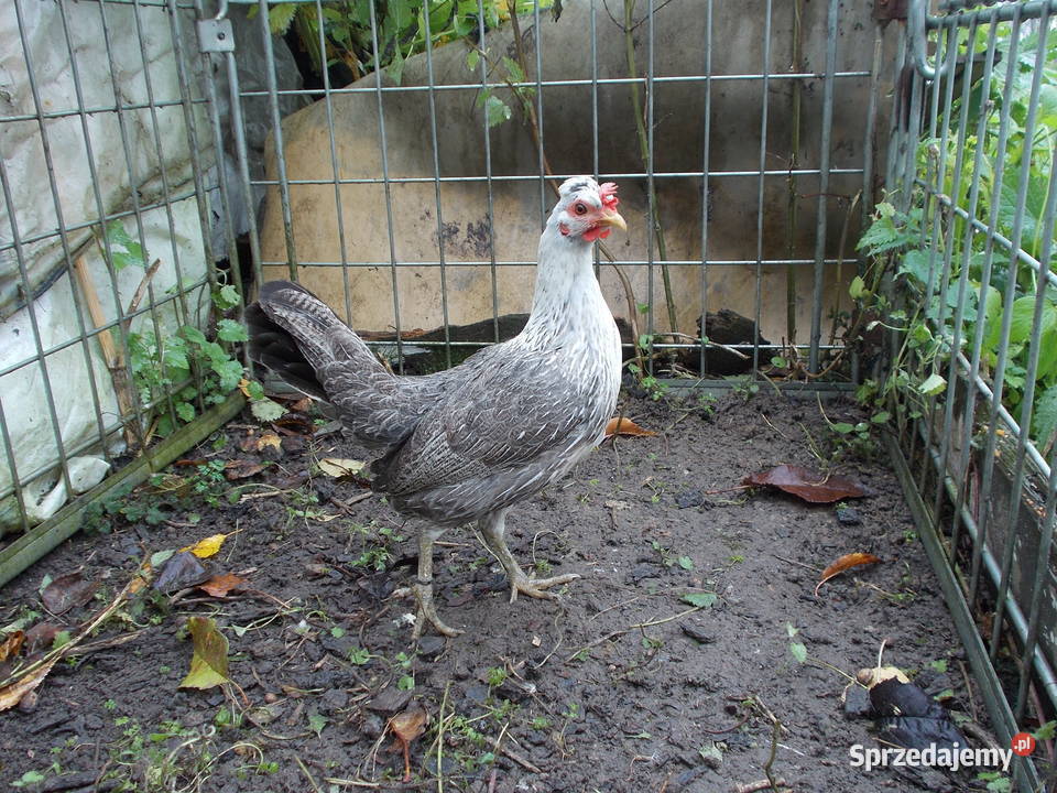 Kurki liliputki kilka kur w różnych barwach Kutno