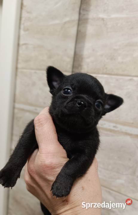 Chihuahua czarny mazowieckie Warszawa