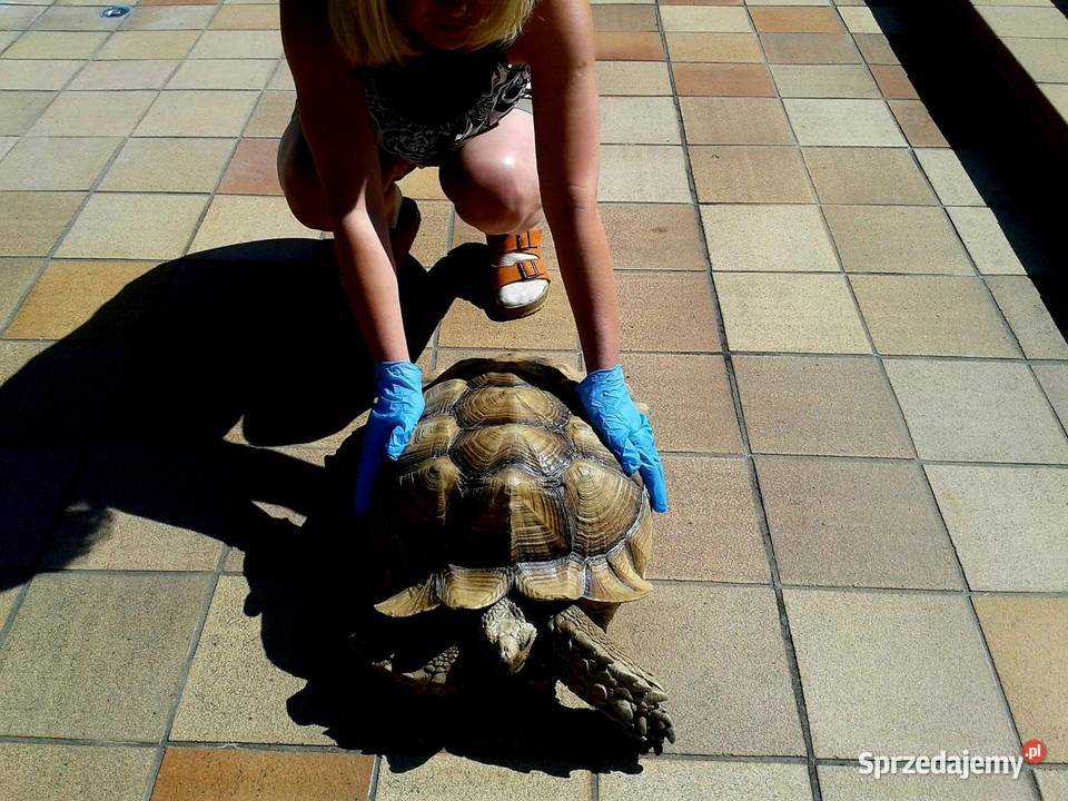 Duże Żółwie pustynne