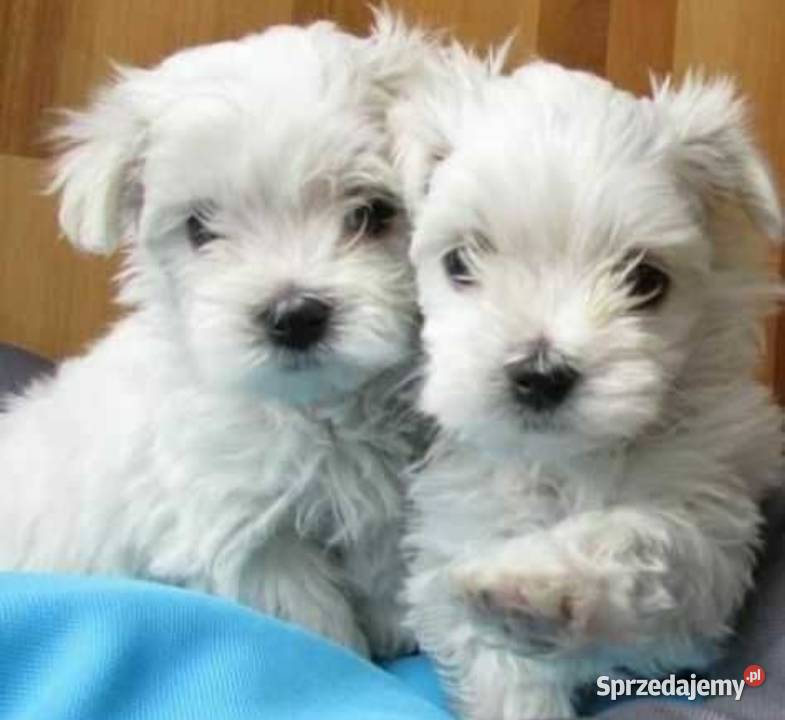 Maltańczyk Maltańczyk Wietrzychowice