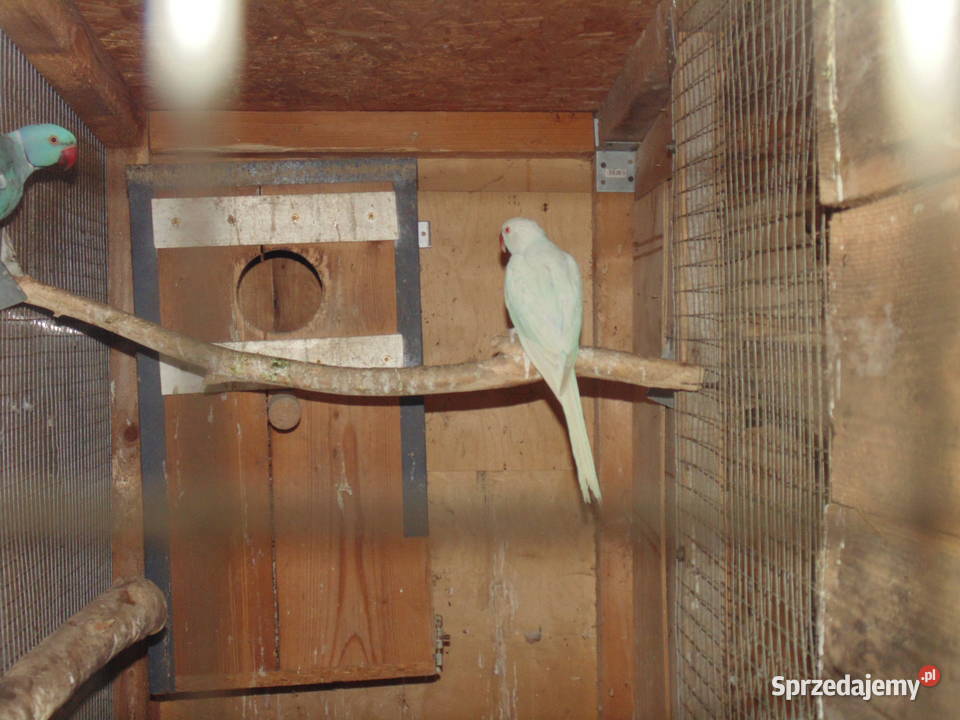 rozela królewska Zwierzęta Racibórz sprzedam