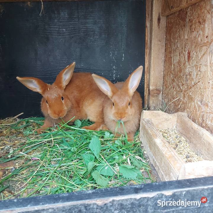Króliki nowozelandzkie Mińsk Mazowiecki