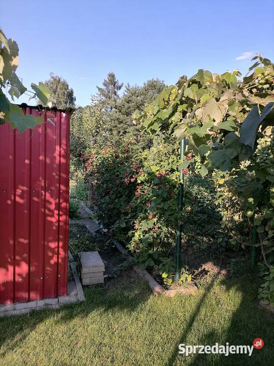 Działka ROD Fiołek Sprzedaż Wrocław