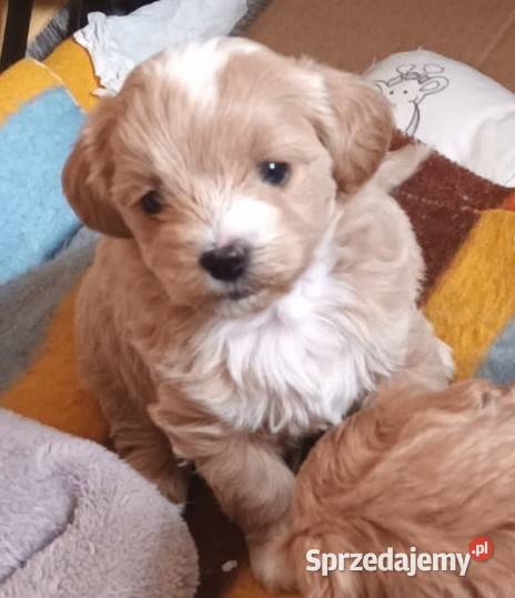 Sprzedam pieski rasy maltipoo z czipem Andrychów