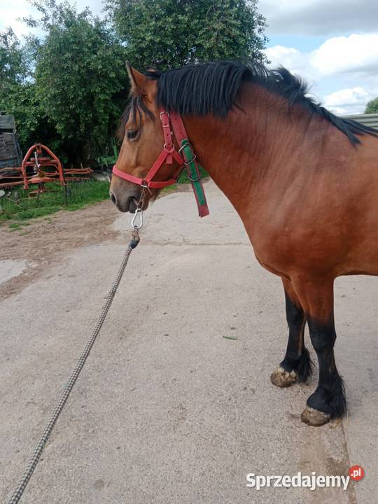 Ogier quatertinker 5 letni Bodziejowice