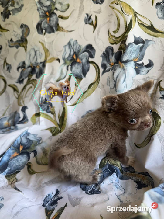 Chihuahua z rodowodem lilac czekoladowe Skarżysko-Kamienna