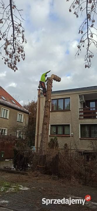 Wycinka drzew Wrocław Kosz Alpinista