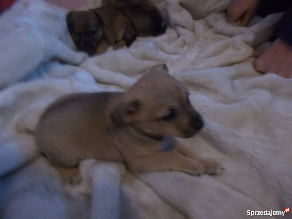 oddam małe pieski rasy chiuaua Hermanowa