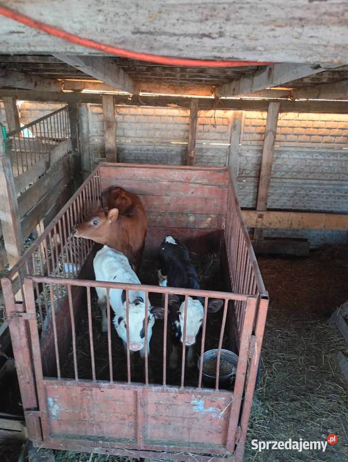 Cielęta do dalszego chowu Mzurowa