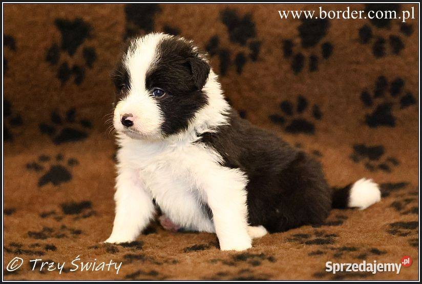psy szczeniaki Border Collie ZKwP FCI wielkopolskie Poznań