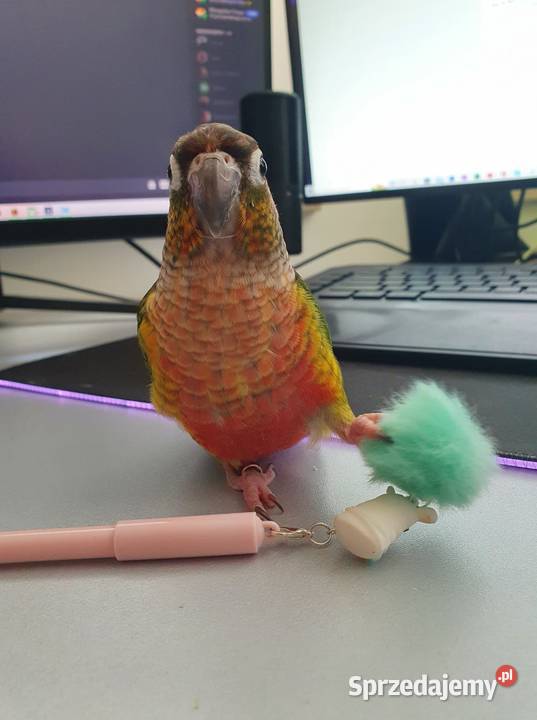 Rudosterki Rudosterka red pineapple samczyk z Kraków