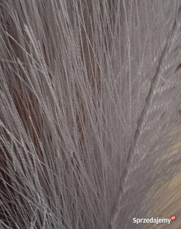 Nowa szara trawa pampasowa 40 sztuk zachodniopomorskie Szczecinek