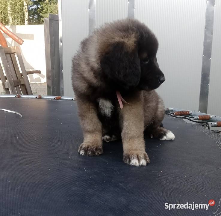 Owczarek kaukaski Grodzisk Mazowiecki