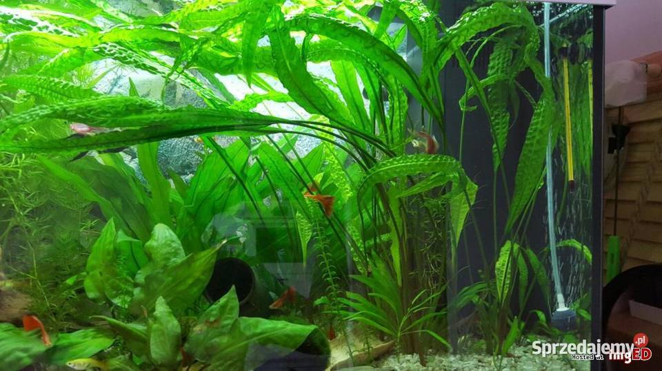 Kryptokoryna karbowana śląskie Częstochowa