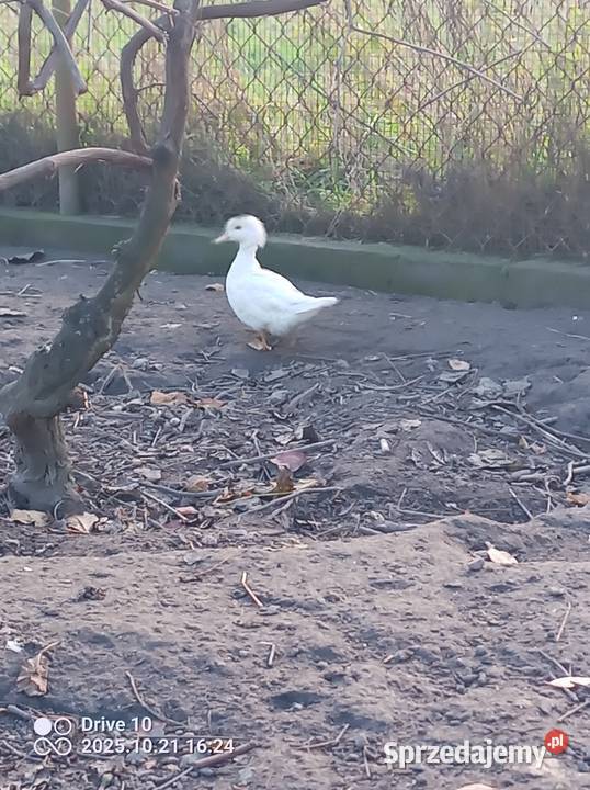 Sprzedam kaczkę karolinke