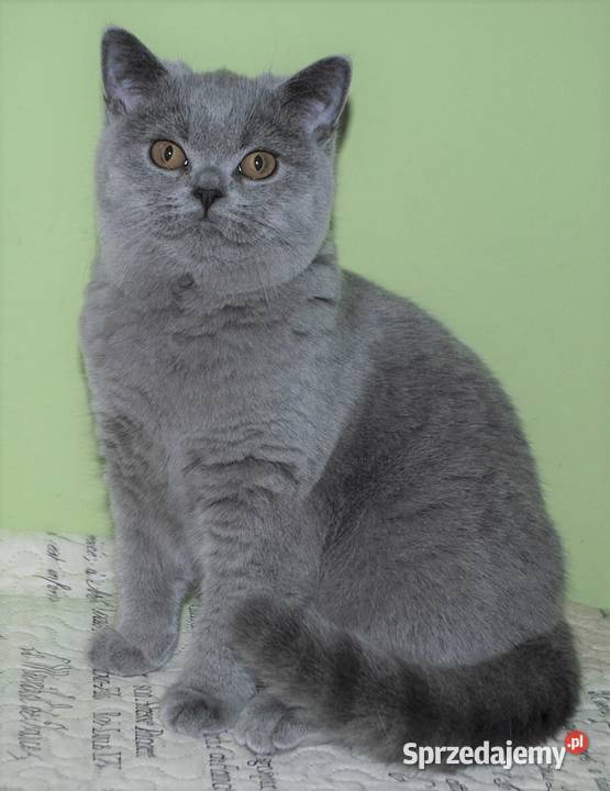 Koteczka brytyjska z rodowodem WCF Koty Lublin