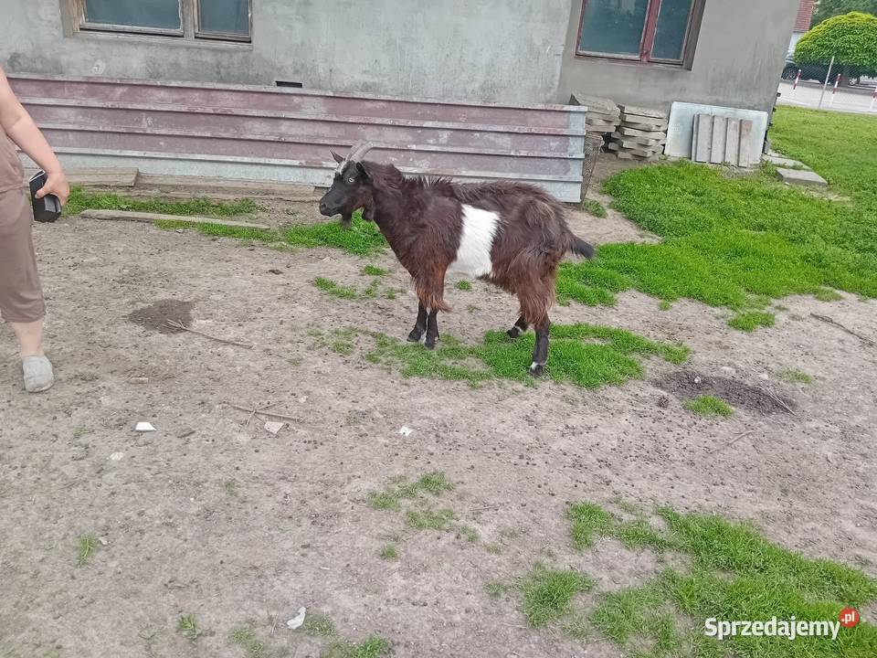 Owce barany kameruńskie