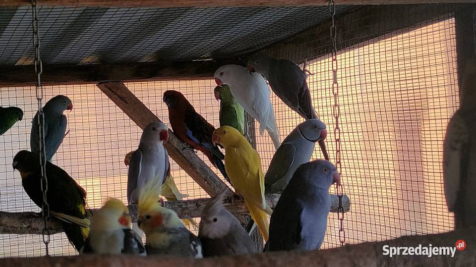 Papugi aleksandretty gorskie i inne Bełchatów sprzedam