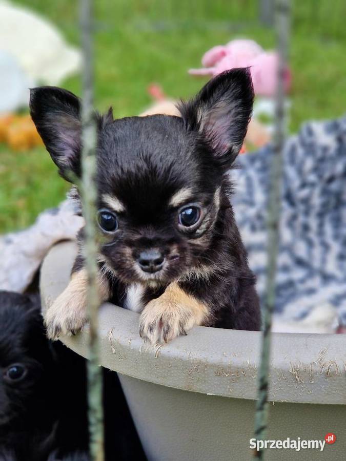 Piękne Chihuahua długowłose Piła