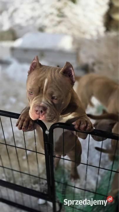 Szczeniaki American Bully Pocket