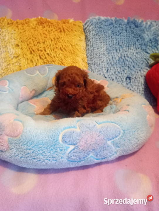 PUDELEK toy Red suczka Pozostałe sprzedam