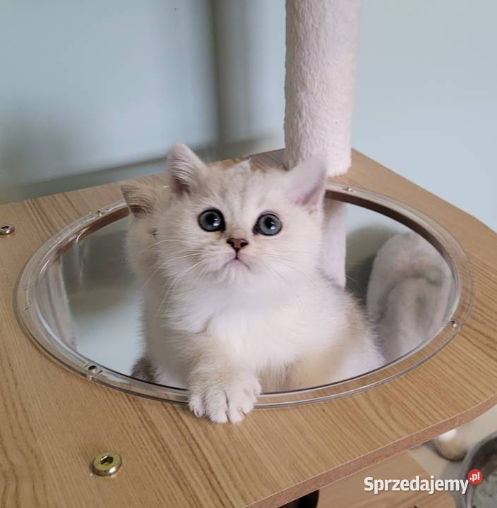 Brytyjskie srebrne srebrne pointy Brytyjski