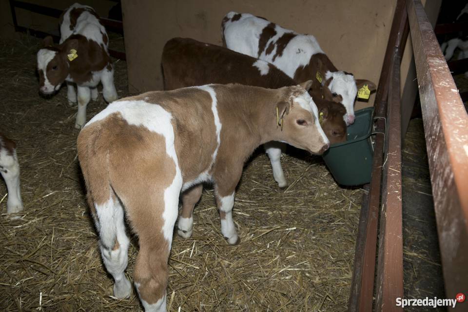 Cielaki mieszańce simental RW HO jałówki Dąbrowa Wielka