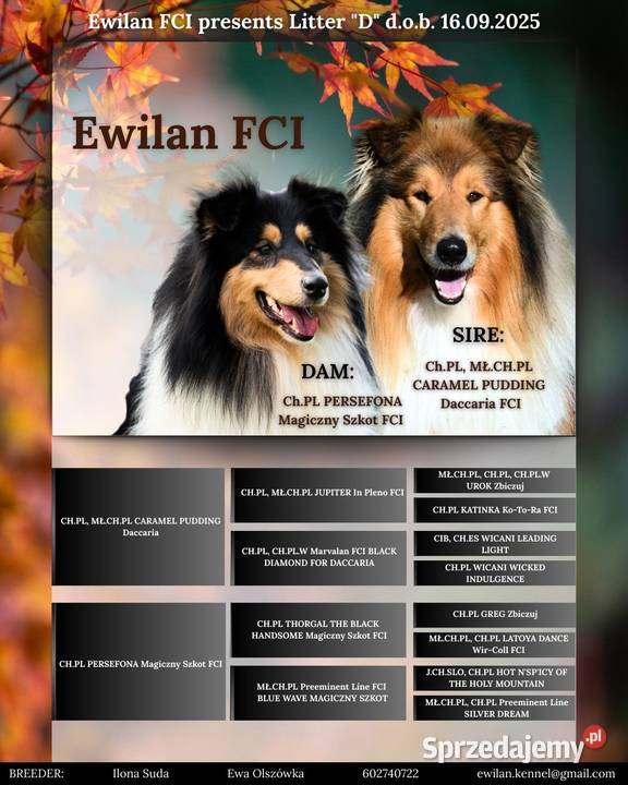 Collie OwczareSzkocki Długowłosy szczenięta ZKwP Wrocław sprzedam